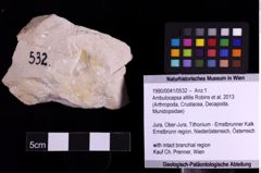 Foto (Objekt + Etiketten) von Ambulocapsa altilis (Robins et al., 2013) (NHMW-GEO-1990-0041-0532)